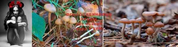 мдма Коряжма